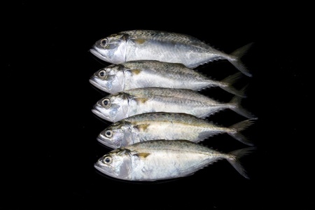 A group of mackerel on black background, Bangkok Thailandの写真素材