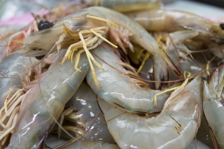 Close up raw shrimpの写真素材