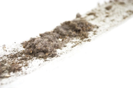 A group of dust with dessicated antsの写真素材