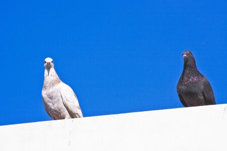 A black and white bird is standing side by side in sky backgroundの写真素材