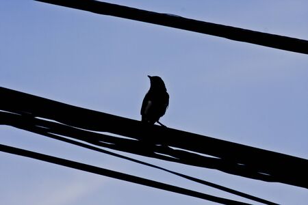 A small bird standing on the electrical wire silhouetteの写真素材