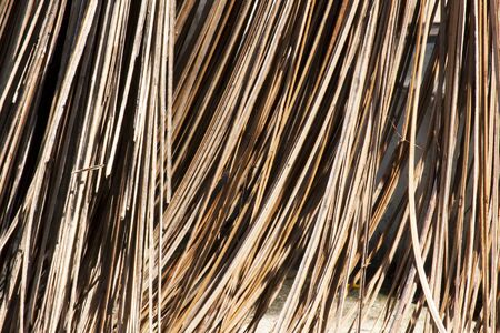 A dry coconut leaf in groupの写真素材