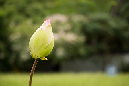 Lotus in out focus backgroundの写真素材