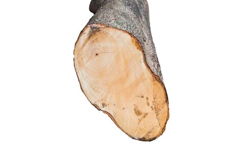 Log inside surface isolated on white, front viewの写真素材
