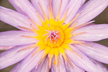 Lotus close upの写真素材
