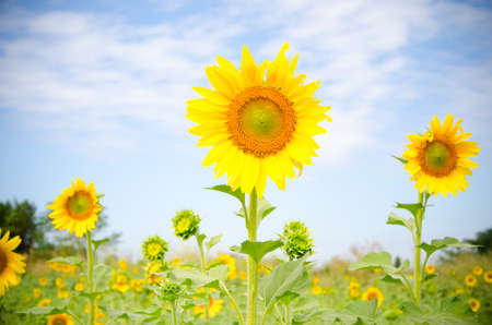 beautiful sunflowers and meadowの写真素材