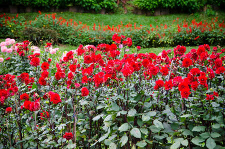 beautiful red flowers in the gardenの写真素材