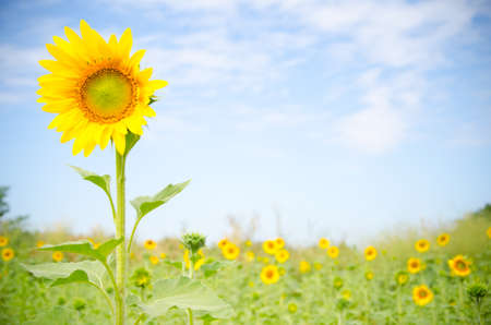 beautiful sunflowers and meadowの写真素材