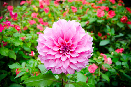 beautiful pink flower in the gardenの写真素材