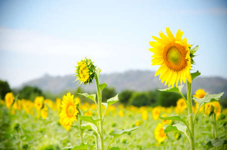 beautiful sunflowers and meadow near the mountainの写真素材