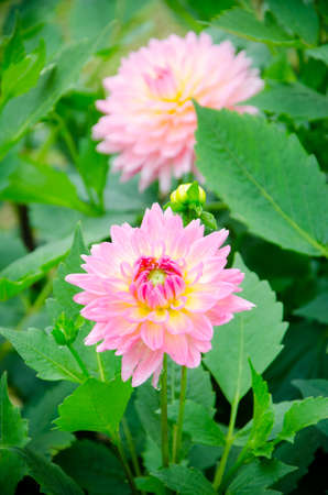beautiful pink flower in the gardenの写真素材