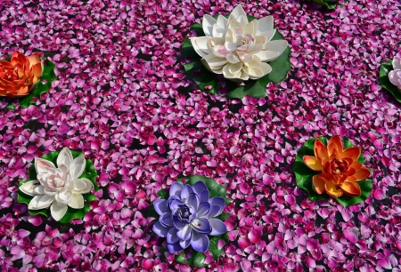 Lotus, flowers and rose petals on waterの写真素材