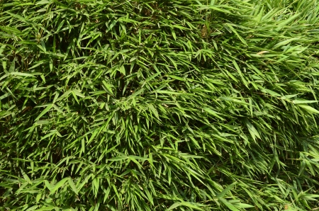 Bamboo Leavesの写真素材