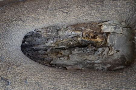 tree texture,background
