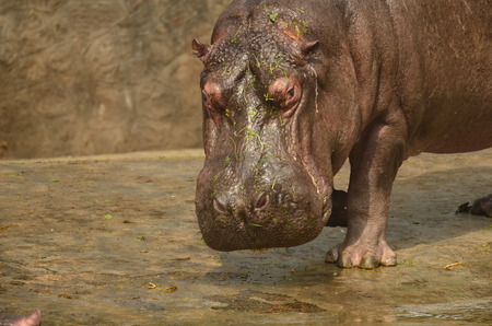 hippopotamus running into the water の写真素材