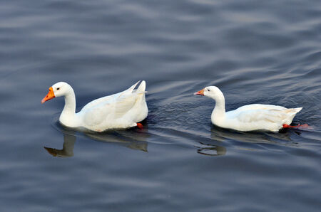 Pair of white Geese swimming freely in blue water with lot of copy space for messages