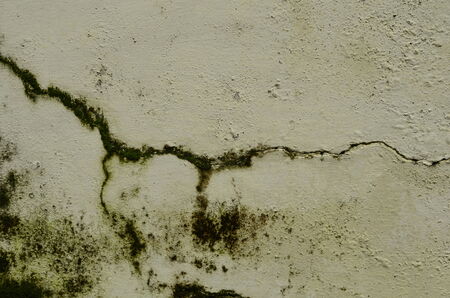 Concrete wall with moss green algae in full bloom on it