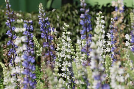 Garden beautiful colorful flowersの写真素材