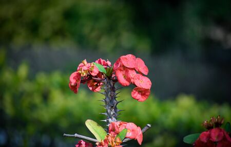 selective focused view of flowers in a gardenの写真素材