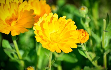 selective focused view of flowers in a gardenの写真素材