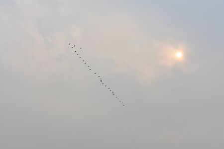 beautiful view of sky with birds and sunの写真素材