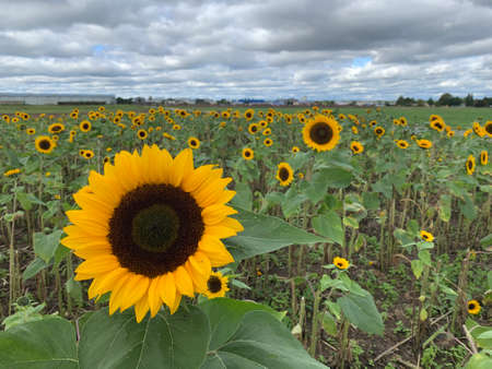 sunflowersの写真素材