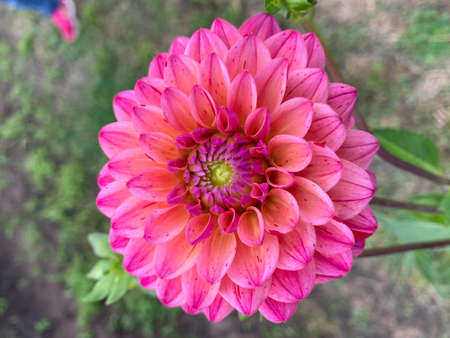 Dahlias flowersの写真素材