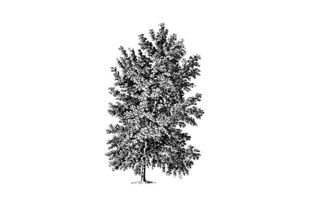 Ash Leaved Maple Tree Engraving Vintage Vector Illustrationのイラスト素材