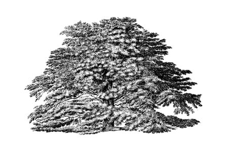 Cedar of Lebanon Tree Engraving Vintage Vector Illustrationのイラスト素材