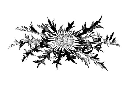 Carlina Acaulis Flower Engraving Vintage Vector Illustrationのイラスト素材