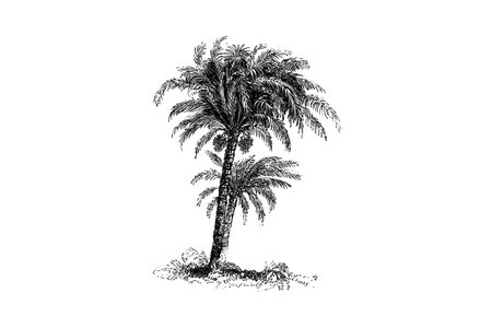 Date Palm Tree Engraving Vintage Vector Illustrationのイラスト素材