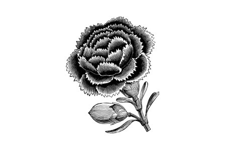 Engraving Flower of Dianthus Chinensis Heddewigii Flore Pleno Vintage Illustrationsのイラスト素材