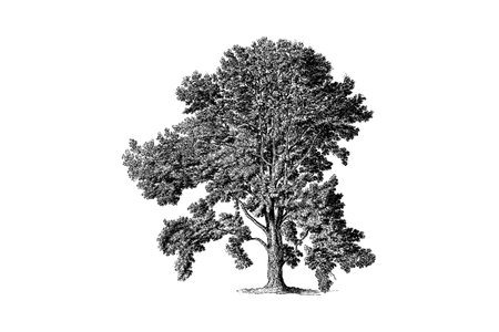 Poplar Tree Engraving Vintage Vector Illustrationのイラスト素材