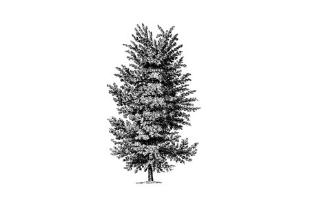 Elm Tree Engraving Vintage Vector Illustrationのイラスト素材