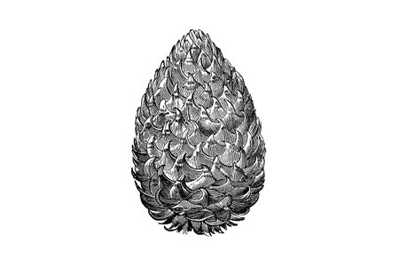 Pine Cone Engraving Vintage Vector Illustrationのイラスト素材