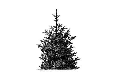 Himalaya Spruce Tree Engraving Vintage Vector Illustrationのイラスト素材