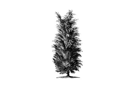 Juniper Tree Engraving Vintage Vector Illustrationのイラスト素材