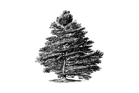 Turkish Hazel Tree Engraving Vintage Vector Illustrationのイラスト素材