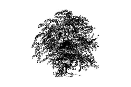 Hawthorn Tree Engraving Vintage Vector Illustrationのイラスト素材