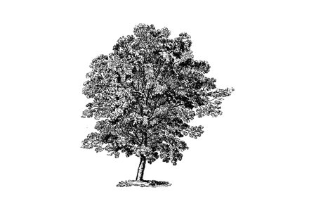 Hornbeam Tree Engraving Vintage Vector Illustrationのイラスト素材