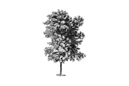 Robinia Pseudoacacia Tree Engraving Vintage Vector Illustrationのイラスト素材