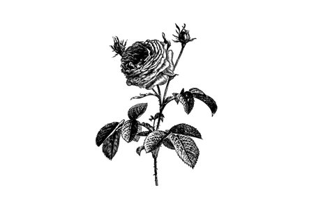 Engraving Rose Flowers Vintage Illustrationsのイラスト素材