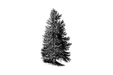 Spruce Tree Engraving Vintage Vector Illustrationの素材 [FY310204530831]