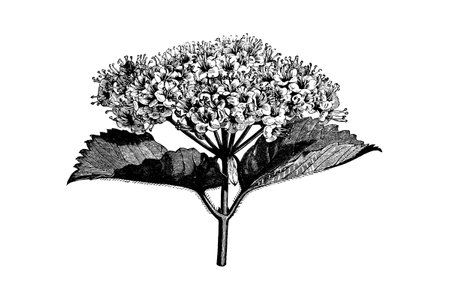 Flowering Branch of Viburnum Engraving Vintage Vector Illustrationのイラスト素材