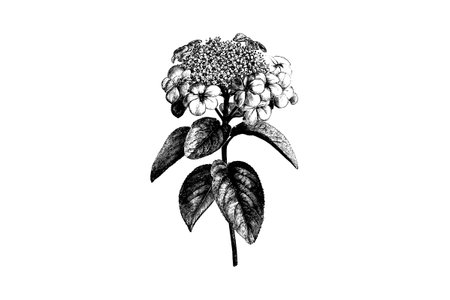 Flowering Branch of Viburnum Engraving Vintage Vector Illustrationのイラスト素材