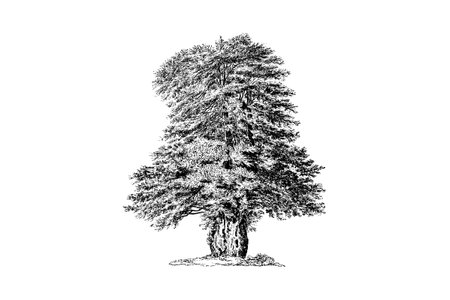 Yew Tree Engraving Vintage Vector Illustrationのイラスト素材