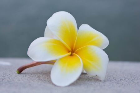 Stock Photo - Plumeria flowers white,Yellow flower の写真素材