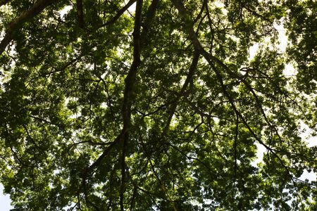 Stock Photo - Background tree with green leaves の写真素材