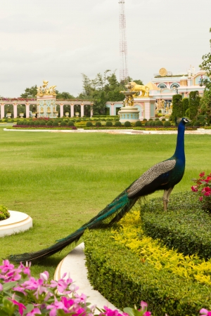 Stock Photo - beautiful blue peacockの写真素材
