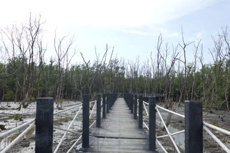 Stock Photo - Mangrove forestの写真素材